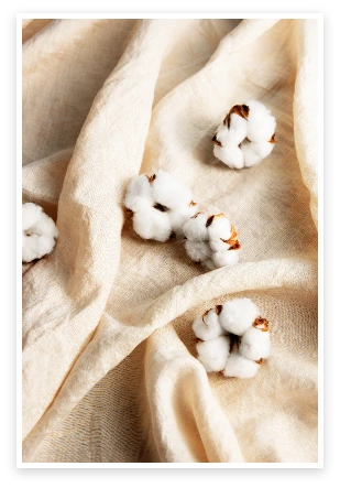 spotlight-cotton-plants-still-life